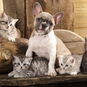Comment adapter les soins de votre chien selon les saisons ?