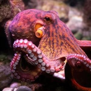 Pourquoi les poulpes ont-ils trois cœurs et du sang bleu ?